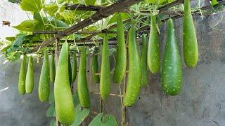 The secret that helps me grow sponge gourd after 5 months is to harvest it