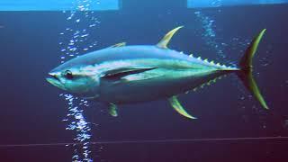 Facts The Yellowfin Tuna