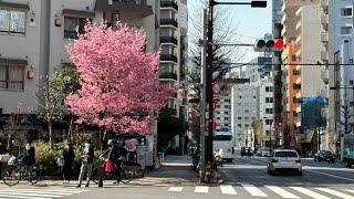 Tokyo Blossoms are Blooming — Right Now