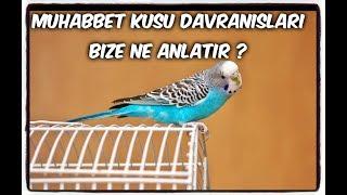 MUHABBET KUŞLARI DAVRANIŞLARI İLE BİZE NE ANLATMAK İSTER?