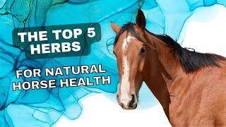 The Top 5 Herbs for Natural Horse Health