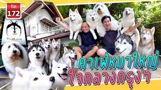 Dog Cafe คาเฟ่หมาใหญ่ใจกลางกรุง - เพื่อนรักสัตว์เอ้ย EP.172