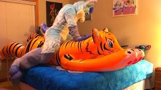 FURRY INFLATABLE - furry and inflatable tiger