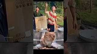 Very good brain#cat #funny #explore #memes #bombastic #viralvideo #shorts