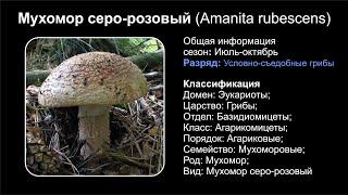 Мухомор серо-розовый Amanita rubescens