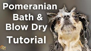 Pomeranian Bath & Blow Dry Tutorial