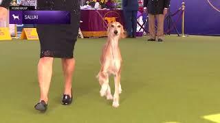 Salukis  Breed Judging 2024