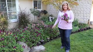 Planting A Dianthus Border  birdhouse garden