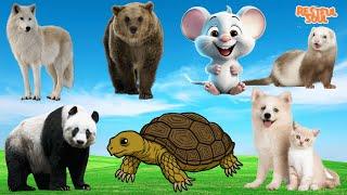 Animal Sounds  Wolf Bear Mouse Panda Turtle Dog Cat - Animal sounds