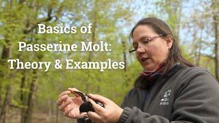 Basics of Passerine Molt Theory and Examples
