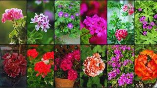 GERANIUM VARIETIES - Plants Weekly