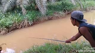 Mancing di parit kecil dapat ikan tawes