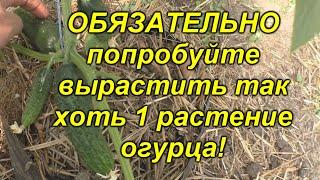 Огурцы будут самыми ранними - проверенный способ посадкипопробуйте