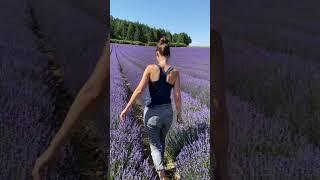 It’s lavender season in Provence 