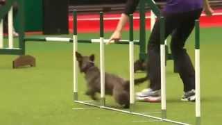 Rescue Dog Agility - Crufts 2012 - tamil star Media