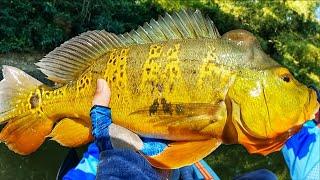 Pesca De GIGANTES  BESTIA De Tucunare  Pesca en Puerto Rico