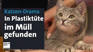 Gerade noch gerettet Junger Kater in Plastiktüte zum Sterben in den Müll gelegt  Abendschau  BR24