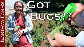 Our Battle With Squash Bugs & Japanese Beetles  All-Natural Garden Bug Control  Heartway Farms