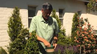 Fertilizing Boxwood  Garden Savvy