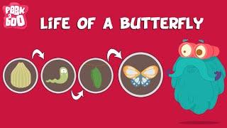 Life Of A Butterfly  The Dr. Binocs Show  Learn Videos For Kids