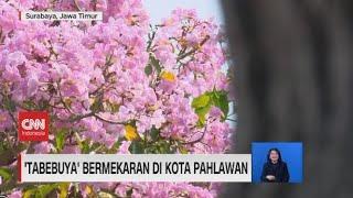 Tabebuya Bermekaran Di Kota Pahlawan