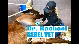 Dr. Rachael Rebel Vet Episode 10 Ill Take Those Horse Castration