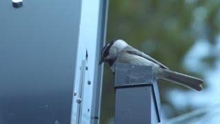 Mountain chickadees have remarkable memories