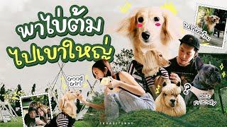 ปักหมุดคาเฟ่ ร้านอาหาร Pet Friendly ที่เขาใหญ่  ZuvapitSnap