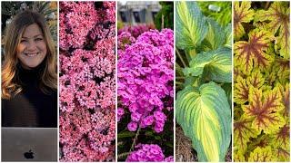 New Perennials for 2024   Garden Answer