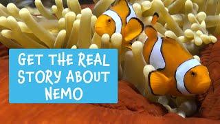 Meet the Locals - Anemonefish aka Nemo Great Barrier Reef