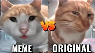 Cat Eat On front of Camera MEME VS ORIGINAL