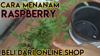 CARA MENANAM RAPSBERRY BELI DARI TOKO ONLINE @tanamannia6343