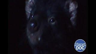 It has a bad reputation this is the Tasmanian devil which lives in Australia FULL DOCUMENTARY