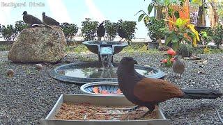  LIVE 4K Backyard Bird Feeder & Wild Animal Cam - Relaxing Music - Phuket Thailand