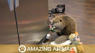 Adorable Rescue Beaver Builds Dam Out Of Household Items