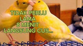 MASTERAN BURUNG KENARI KAWIN 8 MENIT SAJA LANGSUNG CUS.