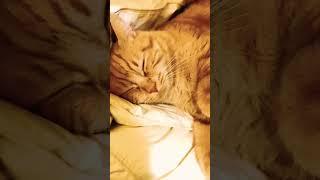 Cat bed  #katzenliebe #catlovers #sweetcats #cats #catsagram #heartwarming #catlife #katzen
