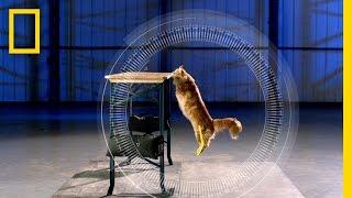Cats vs. Gravity  Science of Stupid