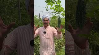 देसी करेला और टमाटर  की मिश्रित खेती से डबल मुनाफ़ा  Vegetable mixed Farming