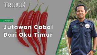 Jutawan Cabai asal Oku Timur