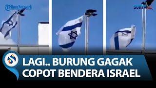 VIRAL Burung Gagak Terbang Lepas Bendera Israel dari Tiang