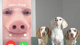 Dogs Figure Out Why John Pork is Calling Funny Dogs Maymo Potpie & Indie