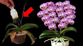 Just One Spoonful Per Week Orchids Will Grow And Bloom All Year Round