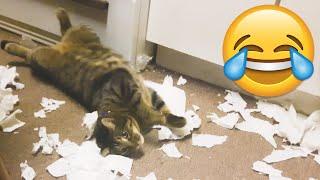 Naughty Cats Causes Major Troubles - Funny Cat Fails  PETASTIC 