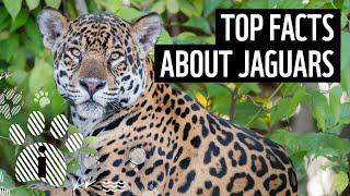 Top facts about jaguars  WWF