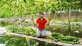 Harvest Melon Fruit Goes to market sell - Melon garden on the pond  Phuong Daily Harvesting