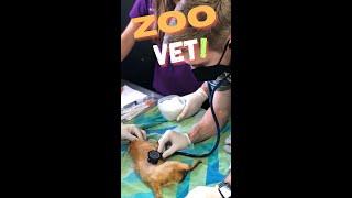 Behind the Scenes A Day in the Life of a Zoo Vet