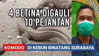 4 BETINA DIGAULI 10 PEJANTAN - Koloni Komodo di Kebun Binatang Surabaya