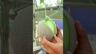 Melon cutting  #gardening#melon #v87garden #shorts
