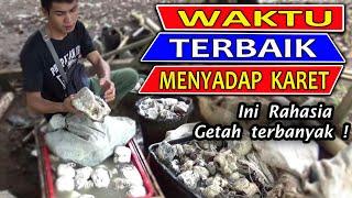 Cara menoreh karet yang benar - Cara menyadap karet yang benar - Cara sadap karet yang benar